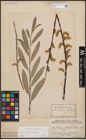 Foto von Salix cinerea L. x Salix eleagnos Scop.